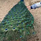 طاووس أجواز وأطقم