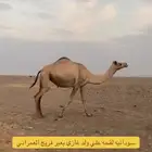 هجن لقحات العدد 3