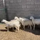 رخال حري شحم فل