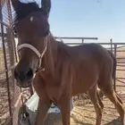 للبيع مهر