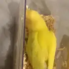 طيرين روز ضايعين