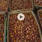 حشف للبيع