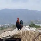 ديك للبيع بلدي اصيل