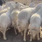غنم مقاني للبيع