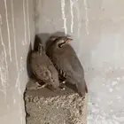 حجل3 وعرفي 1لبيع