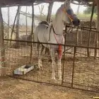 خيل شعبي كفو
