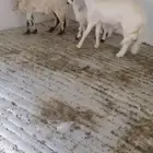 شاه وتحتها اثنين طليات