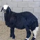 طلي ذبيحة