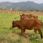 بقر دفع 10