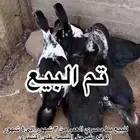 الي يبغا البط 24 نصيبه للتواصل وتس اب