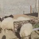 نعيم طليان