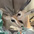ازواج تيس عفري
