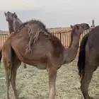 قعود للبيع