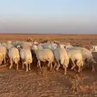 غنم حريات مراح واحد