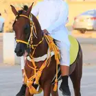 خيل شعبي شيخ