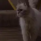 قطو من أنواع الهيملايا