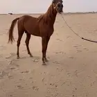 عربي شعبي العمر من سنه ونص الى سنتين