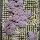 فروخ روز تحت رعايت أهليهم