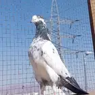 حمام باكستاني تيدي