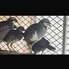 شنير
