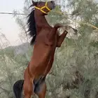 حصان بطل الابطال