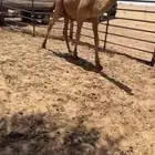 للبيع قعود مفرود