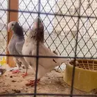 جوز موكى للبيع الموقع حقل