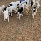 3 ضان متابيع ب3 خرفان و3 رخال. روم سلم. تمات. شرط