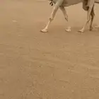 البيع كفو وضحى معشر