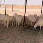 طليان بهم حريات للبيع 22