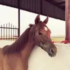 مهر شعبي شيخ.