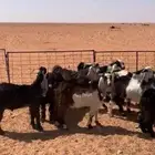 تيوووس بريه