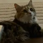 قطوتي اسمها يوشي وعرضتها تبني