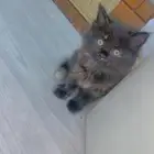 سلام عليكم ورحمة الله وبركاته