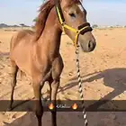 مهره كفو شعبيه  العمر 12 شهر  السلامه شرط   الحد 4000