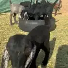 ماعز مواليد