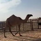 بكره