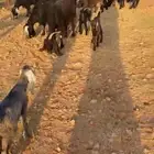 ماعز مواليد للبيع