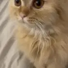 قطط للبيع