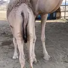 قعود للبيع