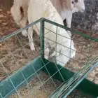 ذبايح فل شحم للبيع