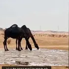 مطلوب قعود على شويخان بن مجدل الرجباني