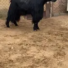 فحل مصري اسود ( تم البيع )