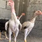 دجاج شامو ياباني