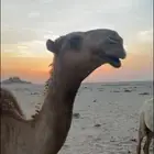 قعود اصفر