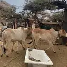 سلام عليكم حسلان اثنين حسلان وثتين إناثي
