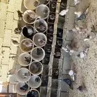 حمام زاجل