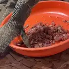 ورل السافانا