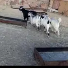 تيوس جبره كفو