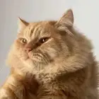 بسه شيرازي للبيع قابل للسوم